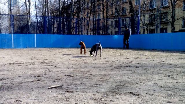 гонки тайских риджбеков