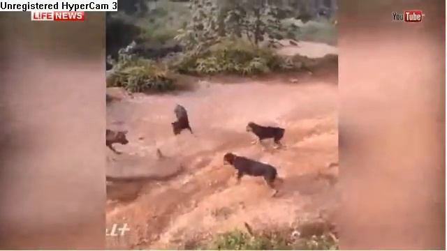 Дикая схватка кобры и стаи собак!!!