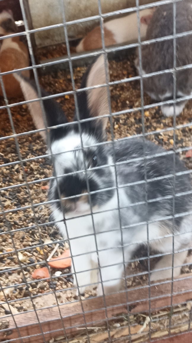 Земля Прайда Парк Львов