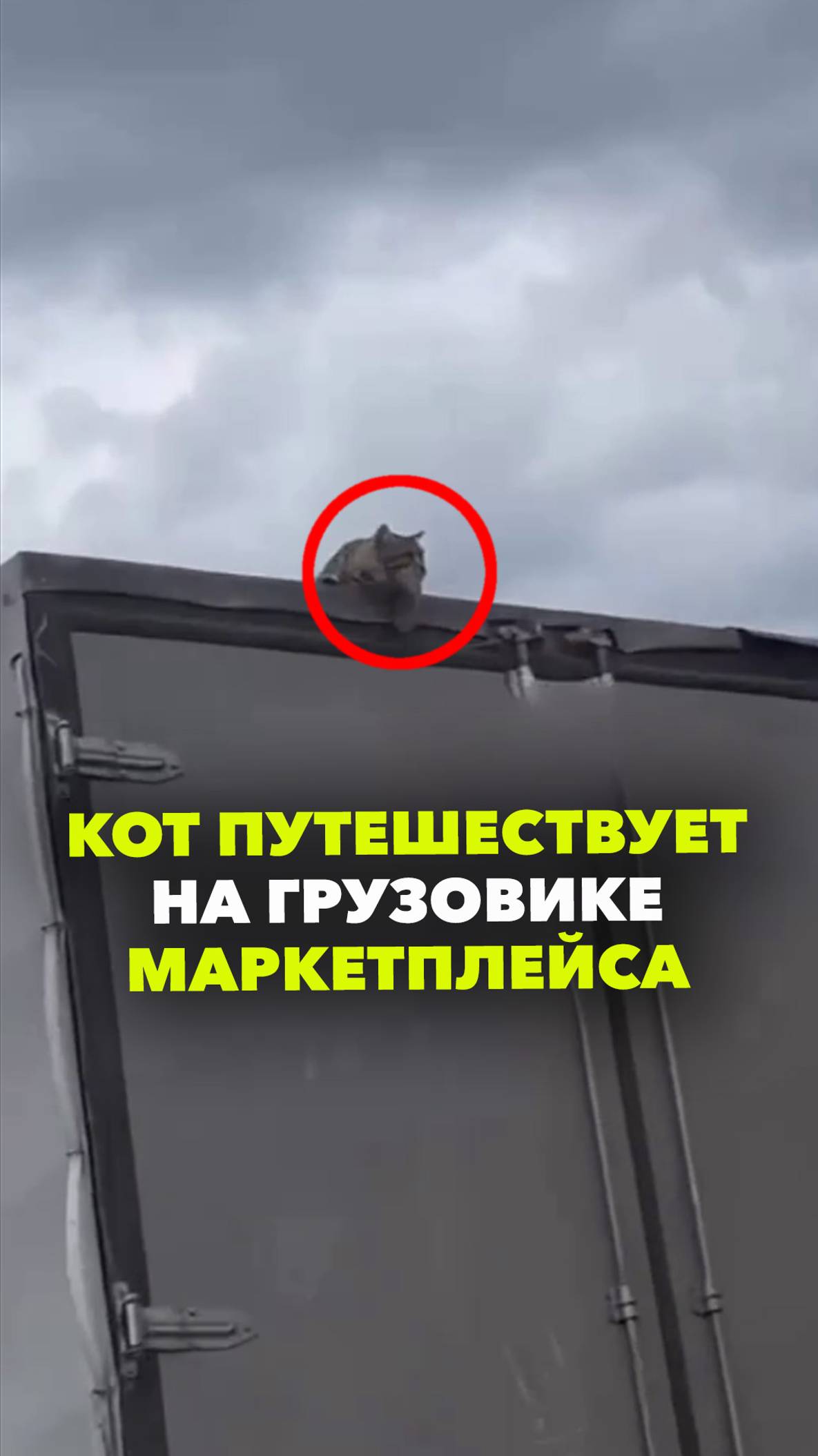 Кот прокатился на грузовике маркетплейса в Кемеровской области