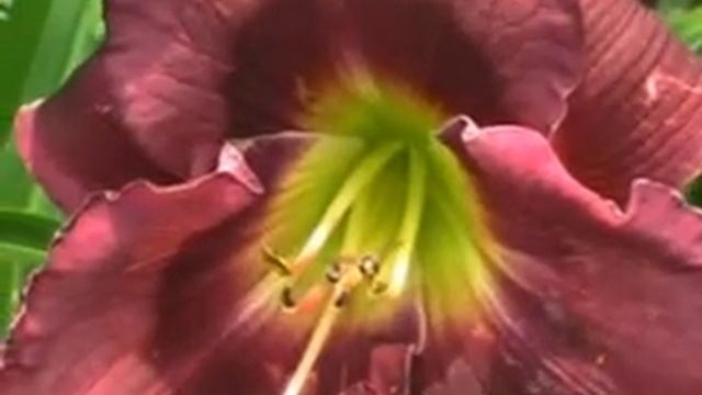 Лилейник daylily MAARTEN VERHAERT