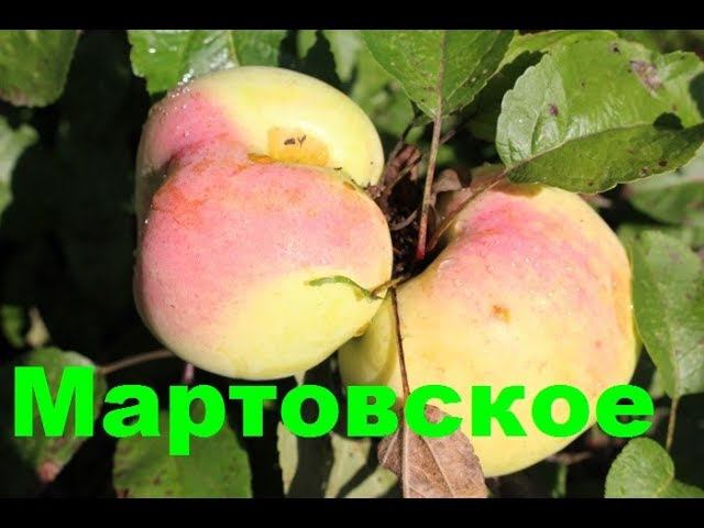 Яблоня Мартовское