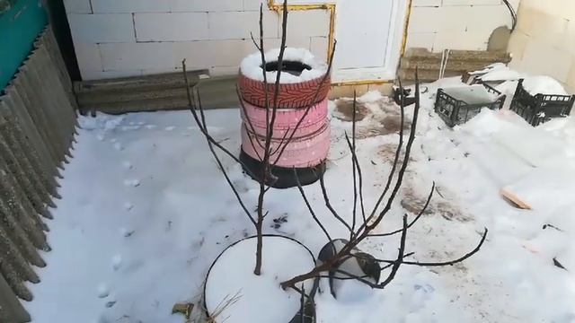 Инжир без укрытия при морозах - 18'.