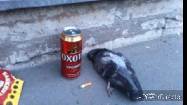 Голубь/\Наташа/\Любите Наташ