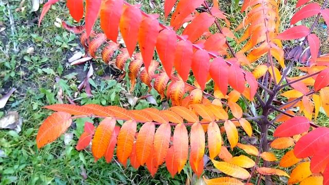 Классная музыка заставит трепетать вашу Душу! Вот и осень. Сергей Чекалин