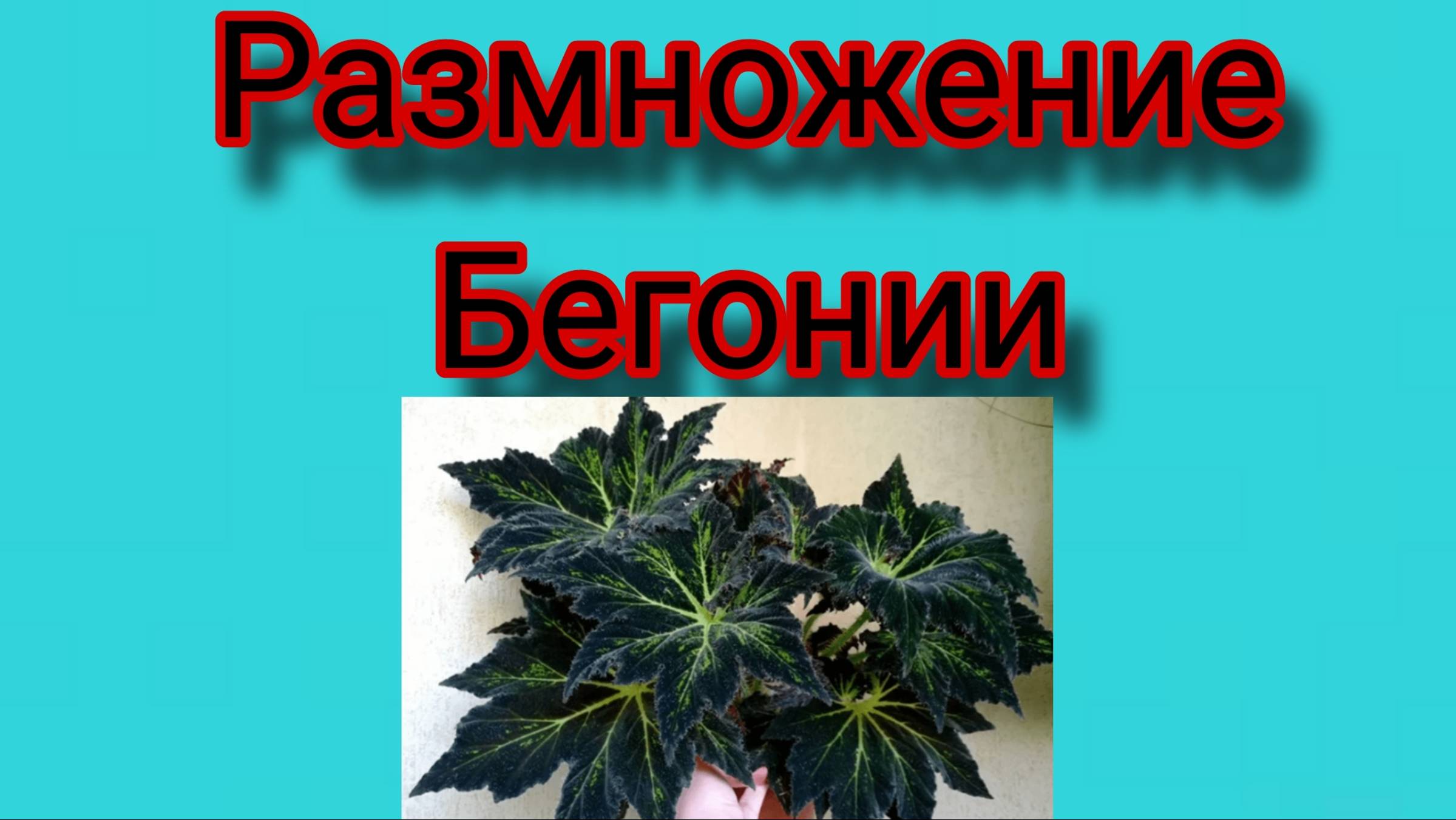 Размножение Бегонии.
