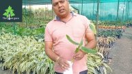 पानी में पौधे कैसे उगाए | how to grow water plant | water plant in India | water plant variety |