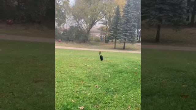 Funny animals - Funny cats _ dogs - Funny animal videos _ Best videos of July 2022