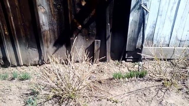 Навозная грядка для овощей своими руками видео.