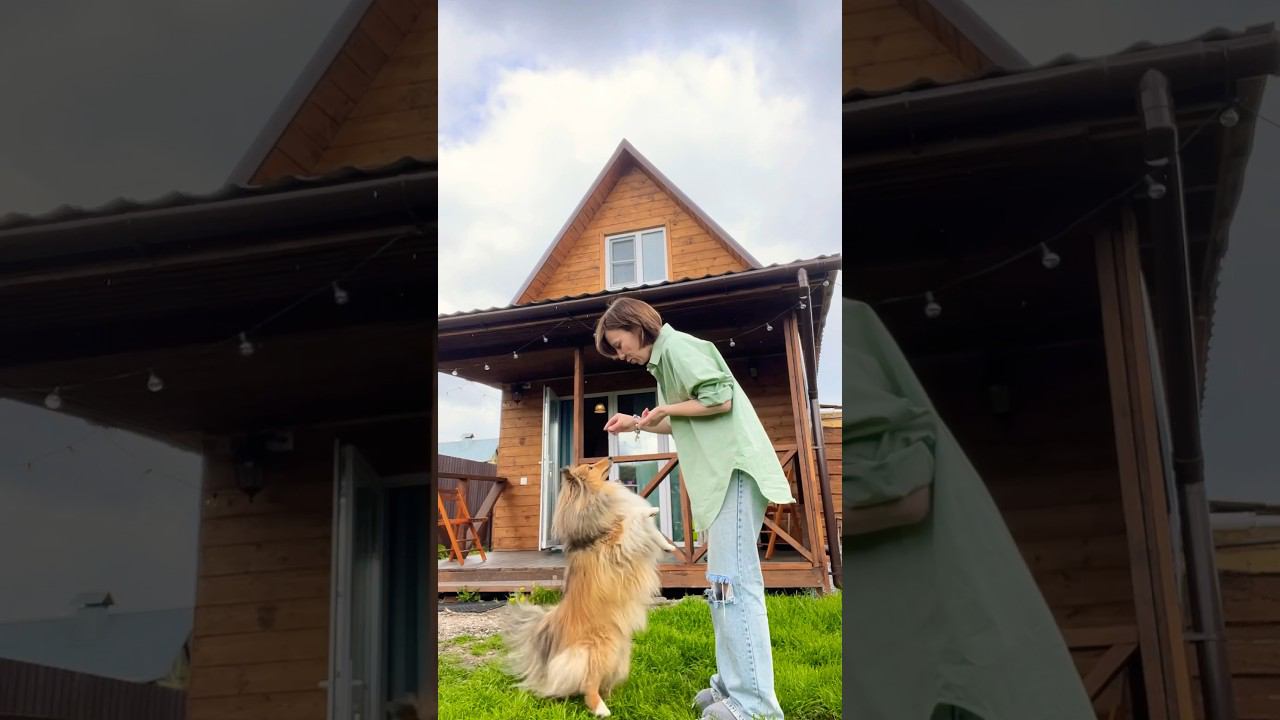13 команд ШЕЛТИ #shorts #music #dog
