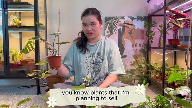 CHATTY! The plants I have for sale | how did I start selling plants? | plant that started it all!