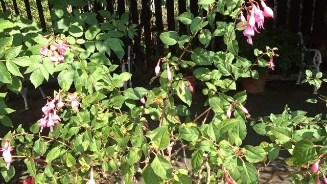Fuchsia var. Beacon Rose