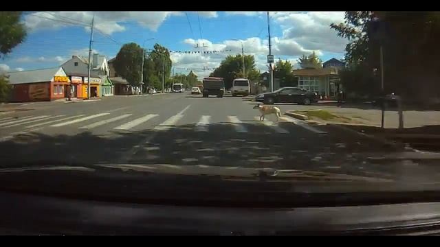 Собака умней человека Оренбург