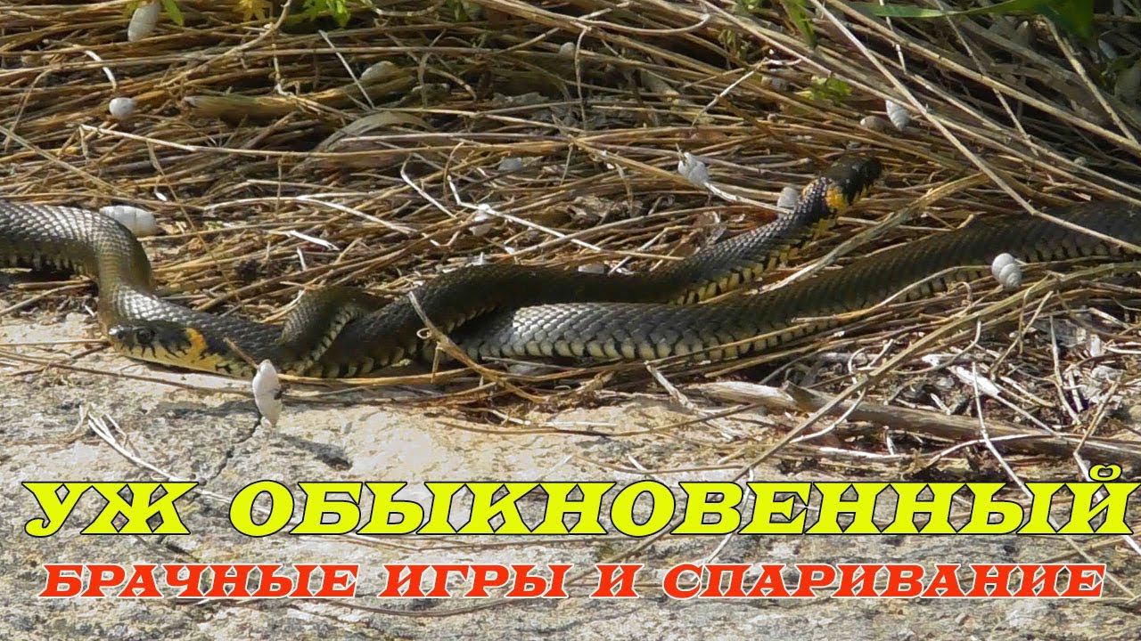 Уж Обыкновенный, Брачные Игры и Спаривание / Grass Snake, Mating