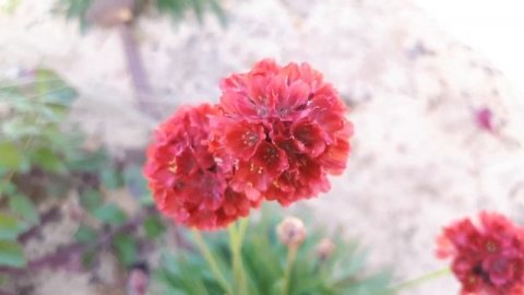 Armeria maritima – grow & care (Beautiful Sea thrift flowers)