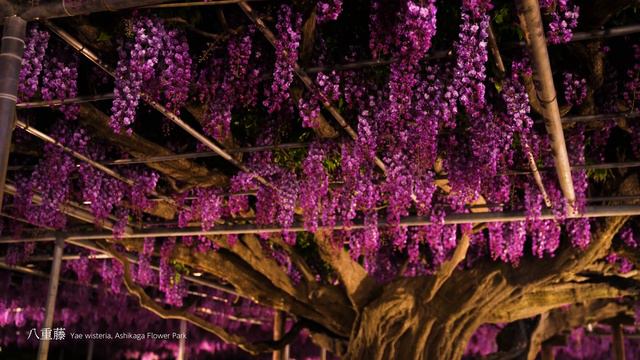 【8K】絶景あしかがフラワーパークの藤 ASHIKAGA FLOWER PARK  Wisteria flowers ふじのはな物語 16分で一気に堪能！sony a1 video