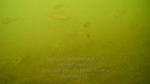 Рыбалка на леща и неожиданное развитие событий подводные съёмки камерой для рыбалки