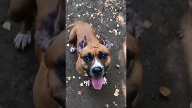 Масяня пытается достать палочку