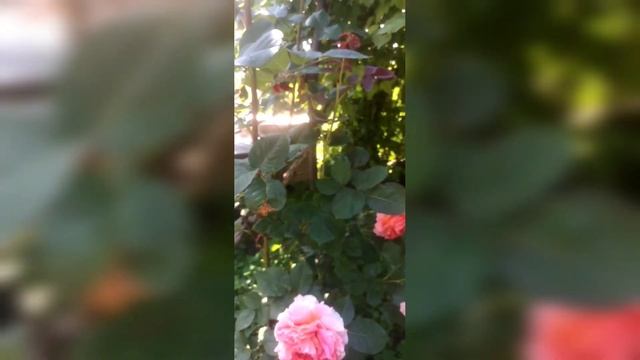 Итальянская чайно-гибридная роза Etrusca Этруска Enrico Barni Италия, 2006 год ШИКАРНАЯ роза в сад