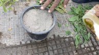 अपने घर में यह पोधा लगा लेने से शुगर/Sugar की बीमारी भागेगी कोसों दूर | Free Remedy for Diabetes☘️✨