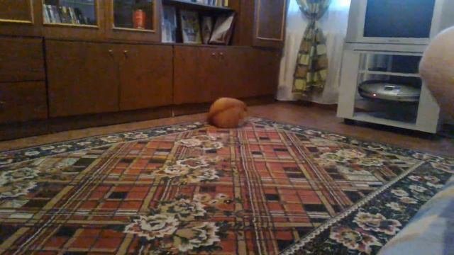 Животные. Эти забавные коты, кувыркаются!