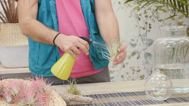 Plantas de aire o Tillandsias: Cuidados y riego | Plantas en VERDECORA