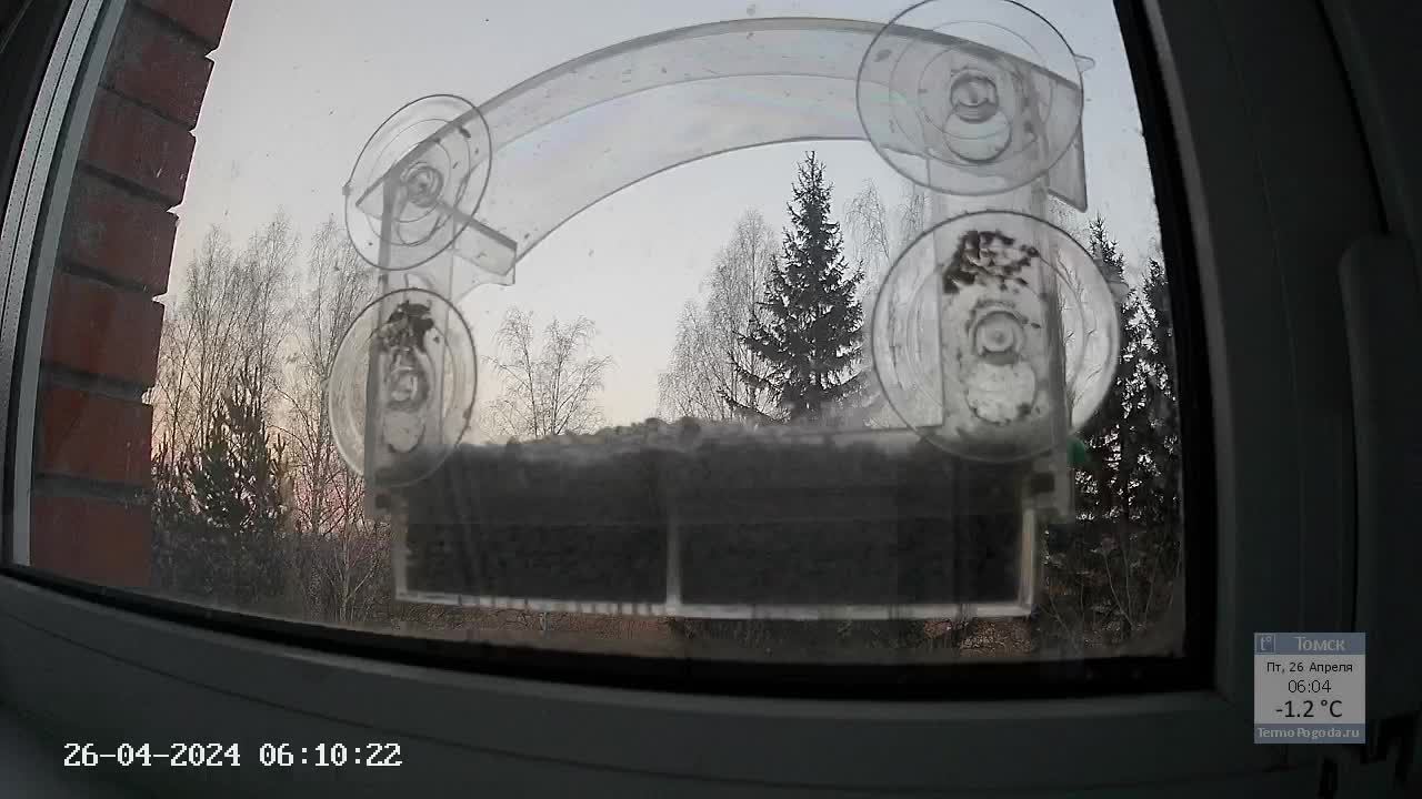 Кормушечка 26.04.24