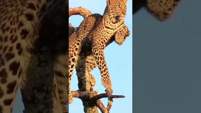 Ягуар чилит на дереве