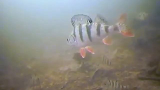 Видеокамера для рыбалки SITITEK FishCam-430 DVR с функцией записи
