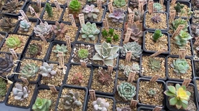 Выставка суккулентов и кактусов КАКТУС ФЕСТ 08.04.2023  CACTUS FEST 08.04.2023  Выставка на ВДН