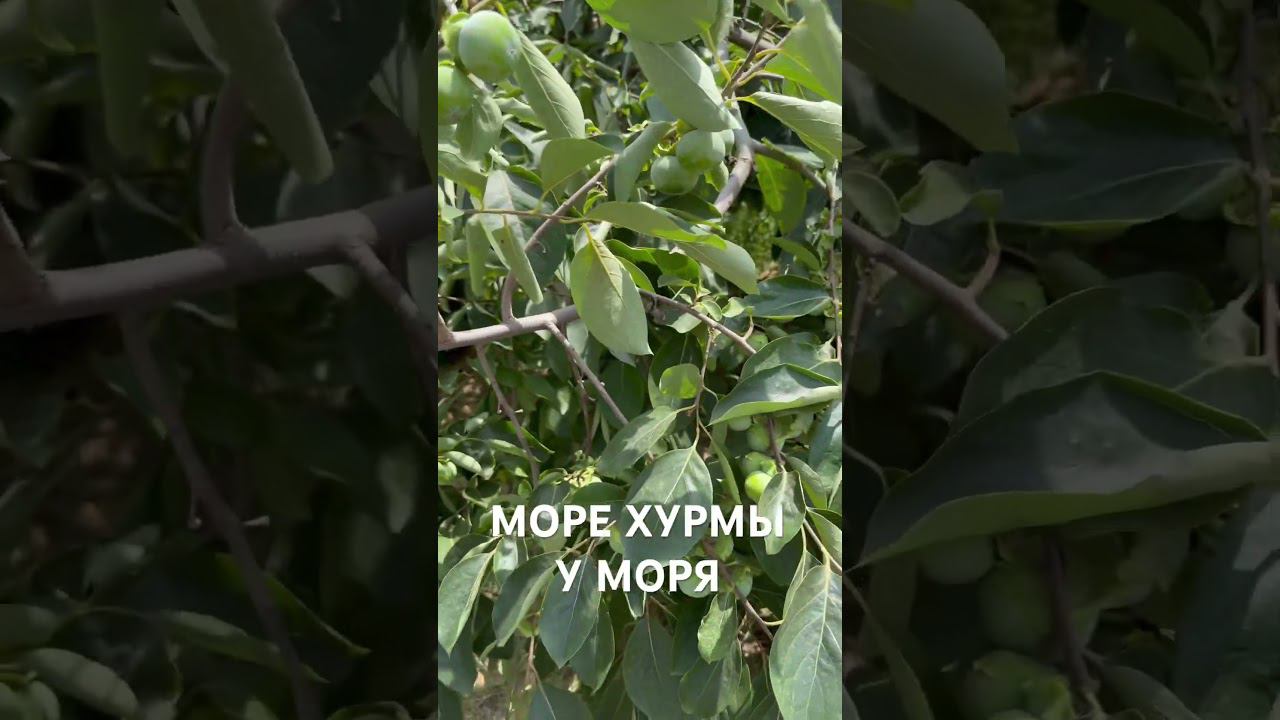 Участок 12 соток ! Хурмы СТОЛЬКО , что раздают соседям  #недвижимость
