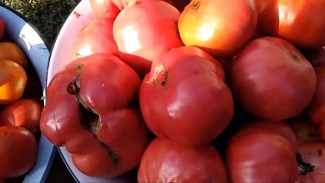 НАЧАЛСЯ СЕЗОН ТОМАТНОГО СОКА