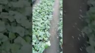 Розы, Клубника и Однолетники, трансляция из теплицы.