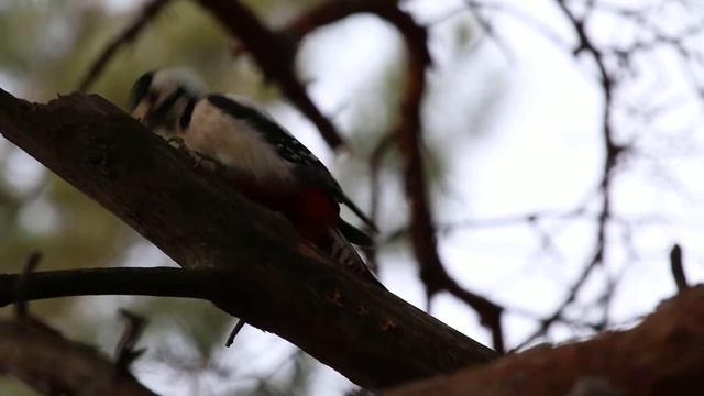 видео с Canon EOS 70D