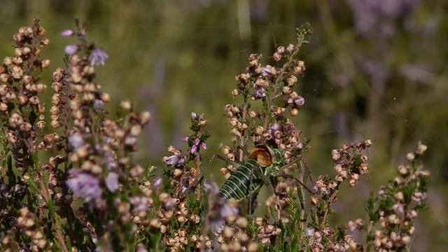 Zadelsprinkhaan Ephippiger Diurnus Diurnus, Roepzang