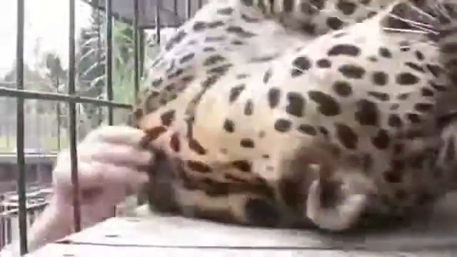 Самое популярное видео в мире!!!! Часть 2.
