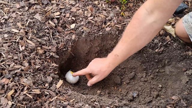 How to Plant Giant Allium and Giant Ornamental Onion Bulbs