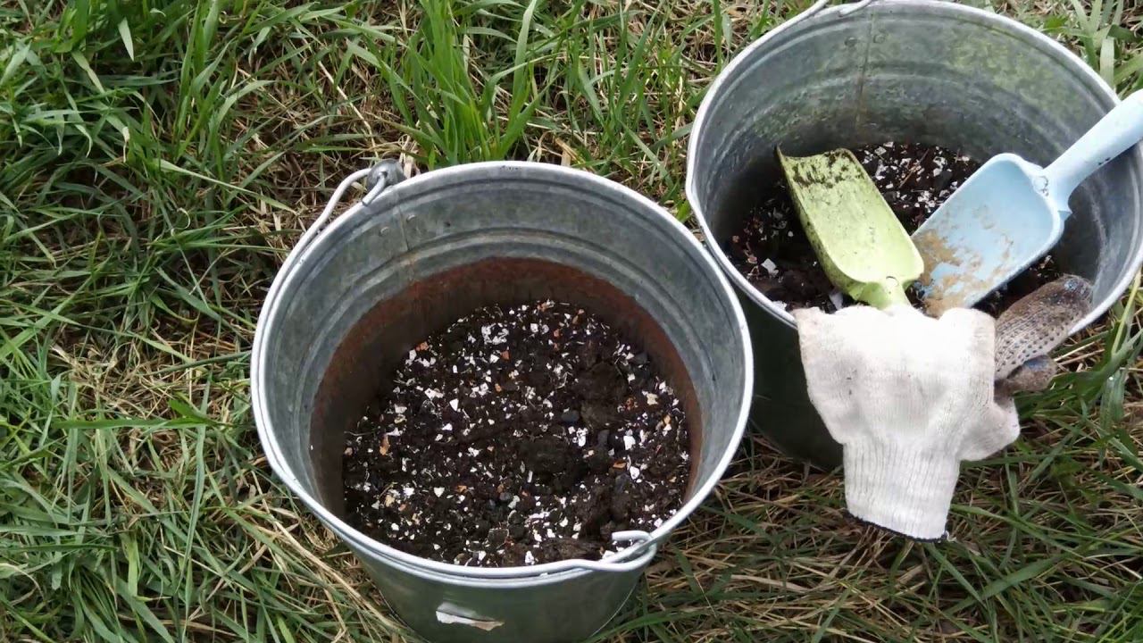 Какую картошку нужно садить