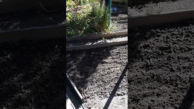 СПАРЖА, выращенная из семян. Делю и пересаживаю на солнечное место