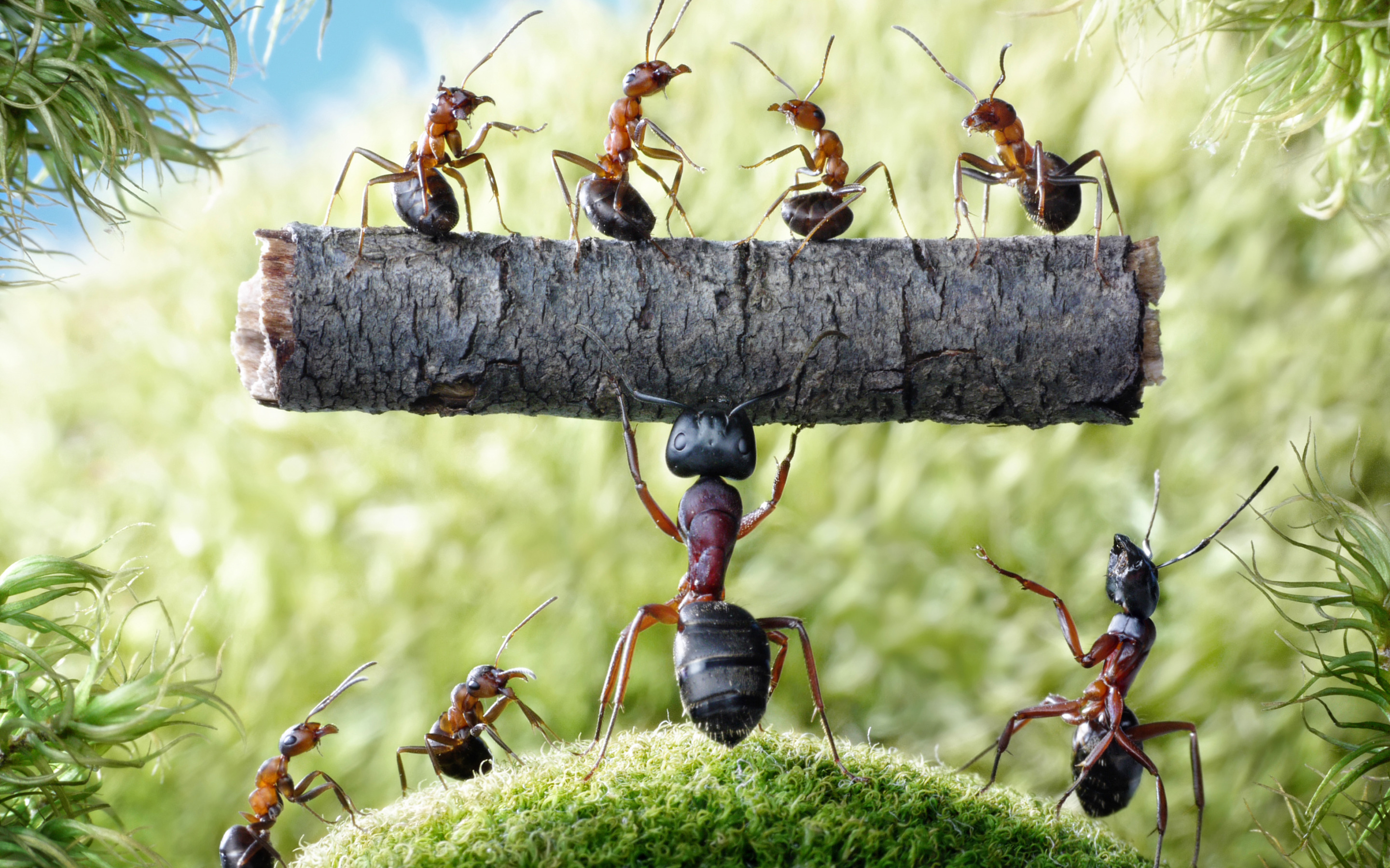 Шпили-Вили (+-)1000 муравьев.🌞