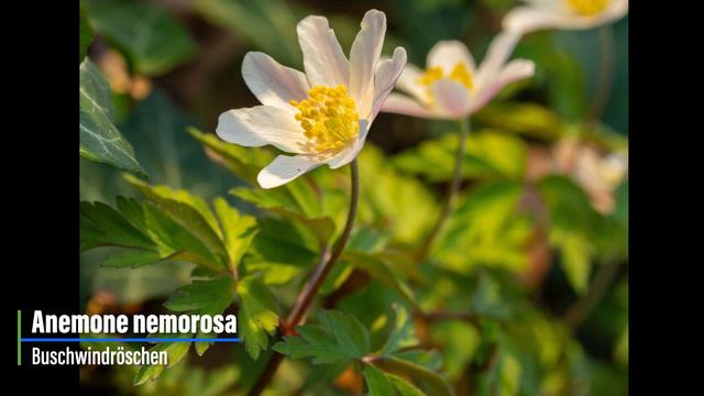 Vorstellung der Familie der Hahnenfußgewächse - Ranunculaceae