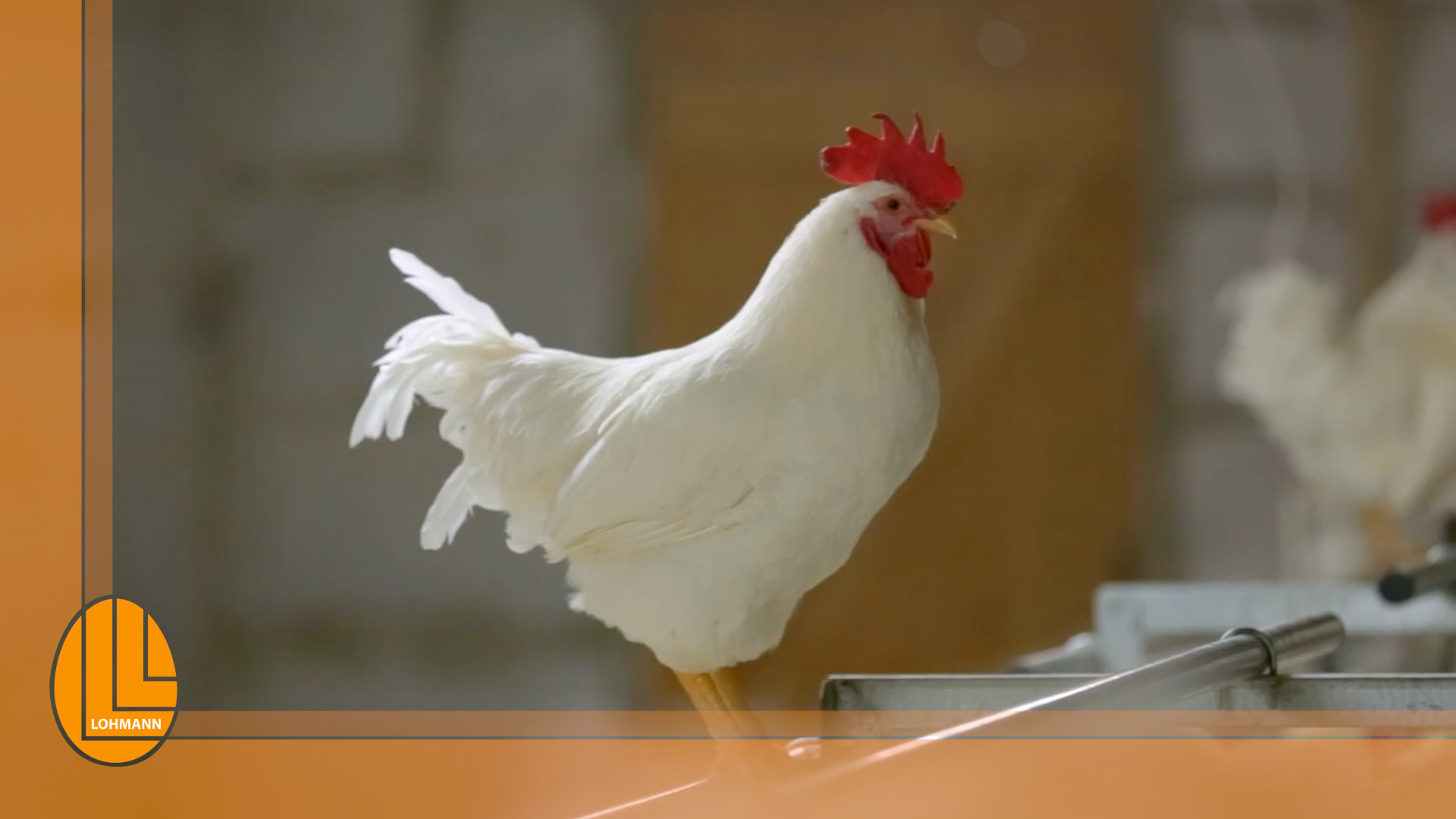 LOHMANN BREEDERS RUS