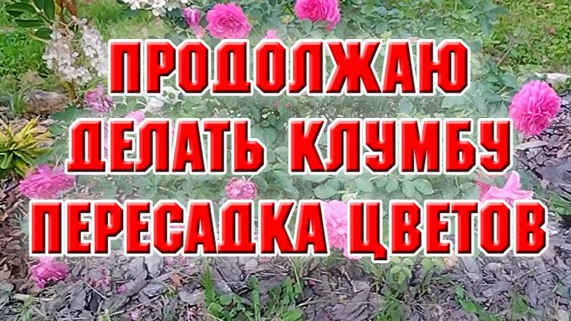 Продолжаю создавать новую клумбу. Прокладываю дорожки, сажаю цветы