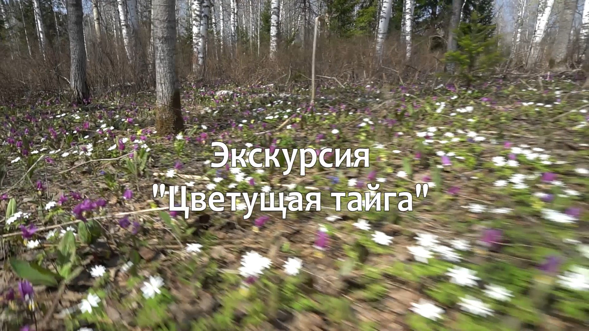 Цветущая тайга