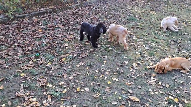 3.11.2022.Щенки английского кокер спаниеля,с документами.5 мес.Продажа, Крым, доставка.+79787402855