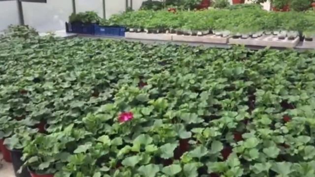 Uralviolet пеларгонии апрель 2020