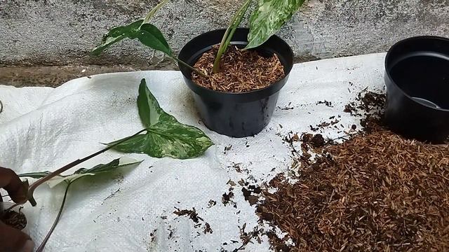BUDIDAYA SYNGONIUM VARIGATA PUTIH