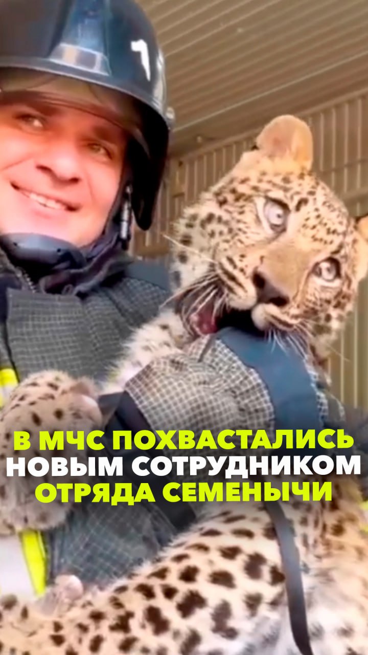 Леопард Лиза теперь в отряде Семенычей: в МЧС России похвастались новым добровольцем