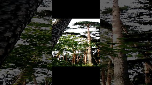 На прогулке в лесу: удивительное странное дерево причудливой необычной формы похожее на животное или