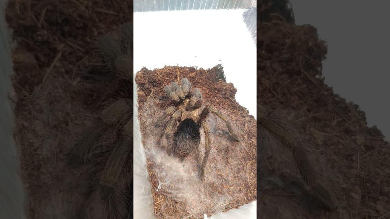 Phormictopus auratus сразу после линьки . Самец